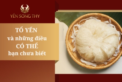 Tổ yến là gì? Những điều có thể bạn chưa biết về tổ yến