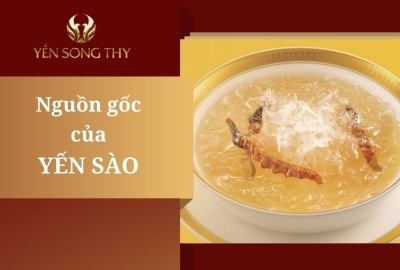 Yến sào là gì? Nguồn gốc của yến sào
